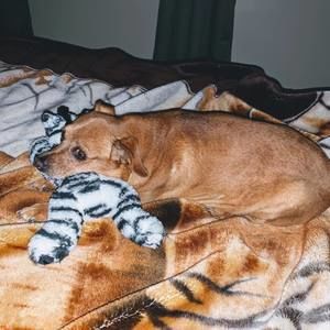 Meet your Posher, Abby